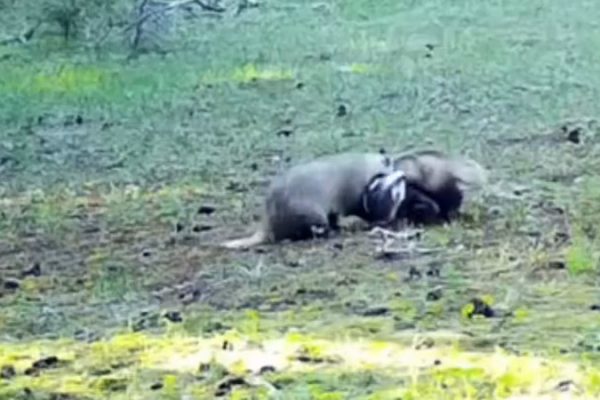 Видео с алматинскими барсуками развеселило соцсети