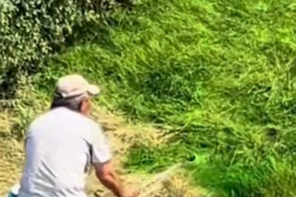 Алматы: Почему красят траву в зелёный — объяснение эстетики