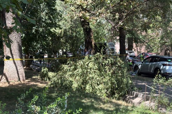 Девушка погибла из-за падения ветки: трагедия в деталях