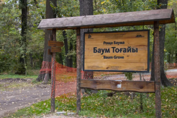 Подрядчики нанесли ущерб деревьям в роще Баума