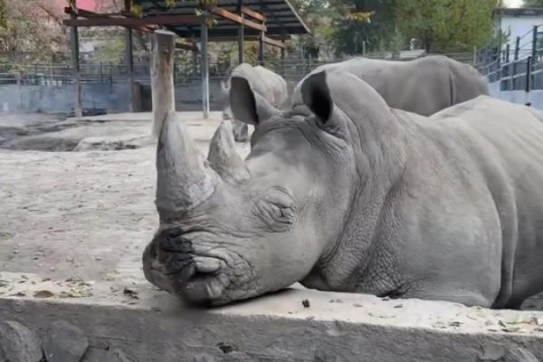 Казахстанцы разыскивают зоопаркового посетителя, оскорбившего носорога: 24 октября 2025, 15:17