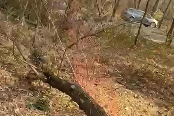 Незаконные рубки деревьев в роще Баума
