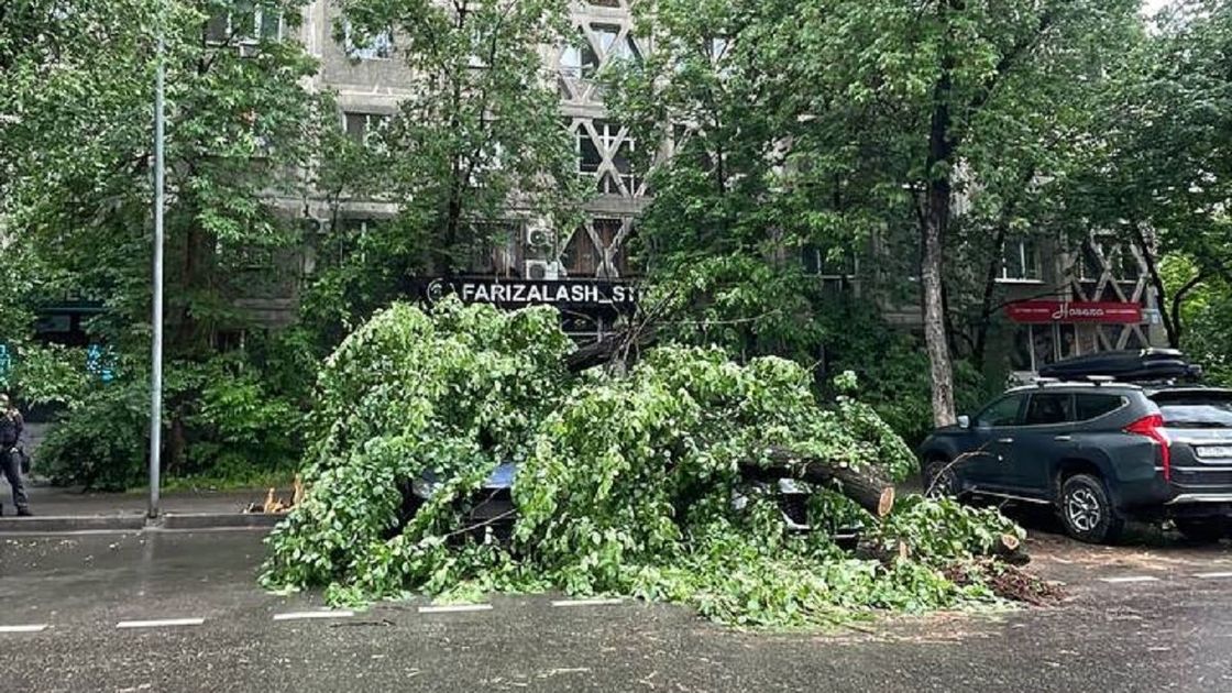 Алматыда көше ортасында құлаған ағаш: әкімдік себебін айтты