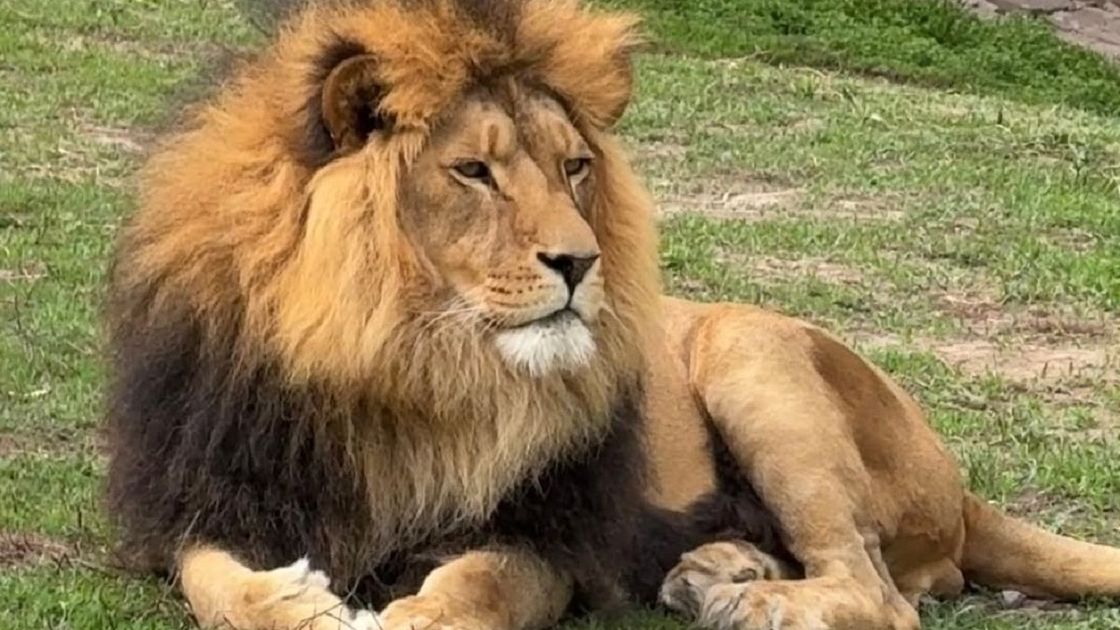 Алматы хайуанаттар бағы арызданды: әйел арыстанға тас лақтырған