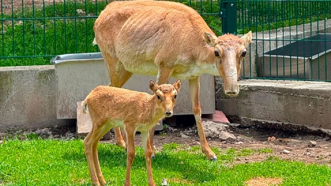 В зоопарке Алматы родились детеныши сайгака: видео и фото
