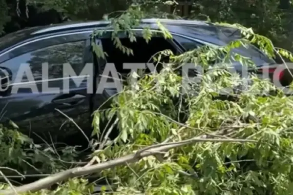 В центре Алматы дерево рухнуло на припаркованный Lexus