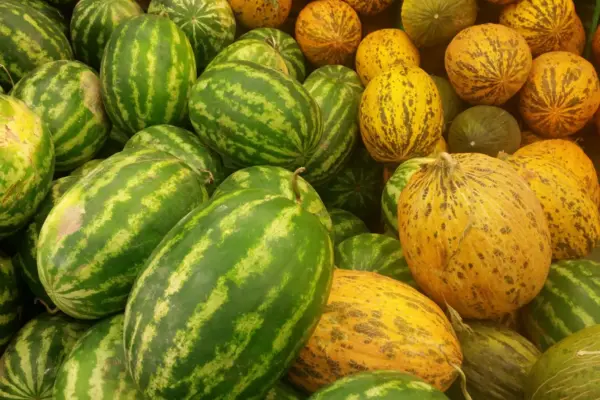 Қауын мен қарбыз қауіпті ме: Алматы санитарлық дәрігерлері мәлімдеме жасады