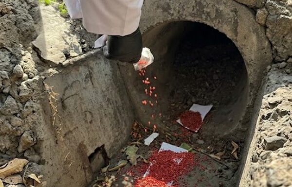 Алматыда 15 қыркүйектен бастап кеміргіштерге қарсы күрес басталады