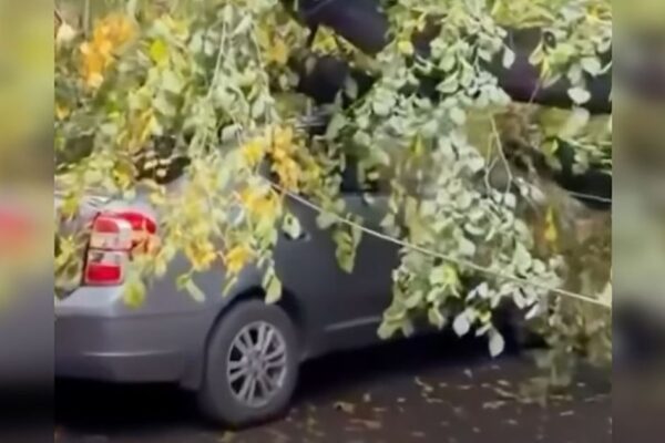 Дерево рухнуло на припаркованную машину в Турксибском районе Алматы