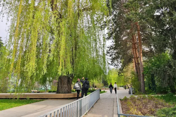 В Ботсаду Алматы высадили редчайший кустарник — сибирку алтайскую